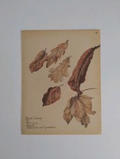 Dried leaves dead for sale  BIRKENHEAD
