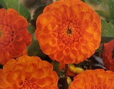 Dahlien knolle new gebraucht kaufen  Diez