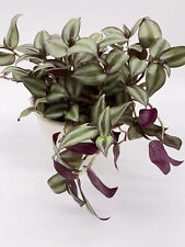 Zebrakraut tradescantia zebrin gebraucht kaufen  Köln