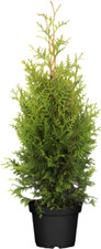Thuja ccidentalis brabant gebraucht kaufen  Westerstede