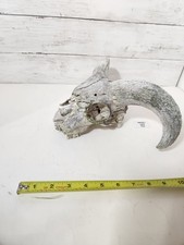 Ram sheep skull for sale  Racine