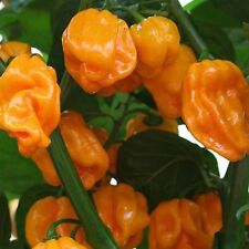 Habanero harold barts gebraucht kaufen  Bayreuth