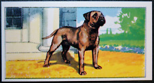 Bullmastiff guard dog for sale  DERBY