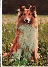 Akvp9 0711 dog d'occasion  Expédié en Belgium