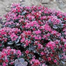 Sedum sunsparklerâ blue for sale  UK
