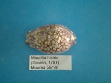 Mauritia histrio coquillage d'occasion  Conty