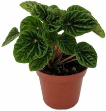 Peperomia live indoor for sale  Wadsworth