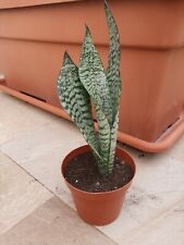 Sanseveria zeylanica usato  Agrigento