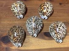 Exquisite sea shell for sale  Fulton