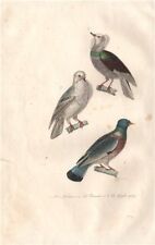 Columbidae. nonain ramier d'occasion  Expédié en Belgium