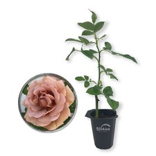 Koko loko rose for sale  USA