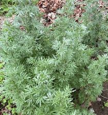 1000 absinthe wormwood for sale  Buffalo