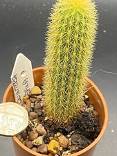 Hildewintera aurespina for sale  MOLD