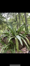 Aloe vera plant for sale  Slidell
