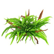 Java fern narrow for sale  STEVENAGE