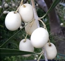 Olea europea arbosana usato  Napoli