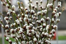 Pussy willow tree for sale  Corydon