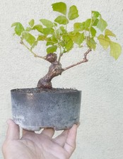 Grape ivy cissus for sale  Rosemead