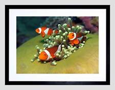 Clown anemone fish for sale  EDINBURGH