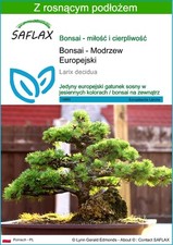 SAFLAX - Nasiona i podłoże - Bonsai - Modrzew Europejski - 75 Posiew, używany na sprzedaż  Wysyłka do Poland