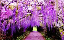 Real wisteria climbing for sale  EXETER