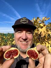 Fig tree cutting for sale  Fresno