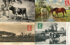 Lot animal cards d'occasion  Expédié en Belgium