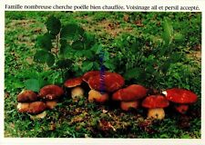 Famille nombreuse funghi usato  San Teodoro