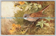 R763048 whitethroat bird for sale  WARLINGHAM