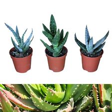 Aloe vera plant for sale  GLASGOW