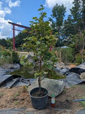 Japanese maple itaya for sale  Woodleaf