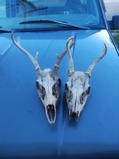 Two whitetail deer for sale  Walhalla