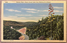 Arizona century plant for sale  Fort Collins