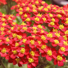Red yarrow seeds for sale  Tarpon Springs