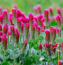Trifolium rubens set for sale  NORWICH