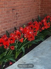 Double red dutch for sale  Charleston
