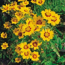Bio mädchenauge sonnenkind gebraucht kaufen  Deutschland