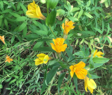 Alstroemeria aurea yellow for sale  San Francisco