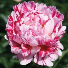 Peony flower hardy for sale  IPSWICH