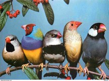 Animaux oiseaux diamant d'occasion  Fruges
