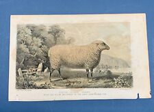 Southdown sheep john for sale  Saco