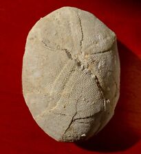 Oursin fossile éocène d'occasion  Cuxac-d'Aude