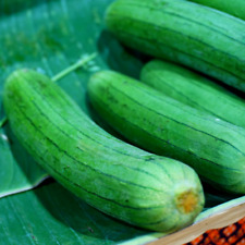 Usado, Calabaza esponja 10 semillas - Cucurbita verde oscuro para jardín en casa segunda mano  Embacar hacia Argentina