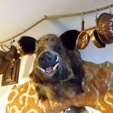 Gewaltiger alter wildschwein gebraucht kaufen  Nürnberg