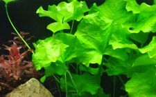 Aquarium pflanze nymphoides gebraucht kaufen  Worms