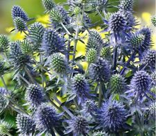 Eryngium planum garden for sale  GLOUCESTER