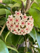 Hoya carnosa krinkle usato  Massa di Somma