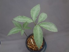 arisaema for sale arisaema for sale USA