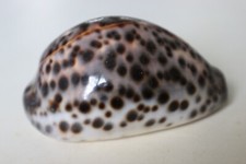Collection coquillage cypraea d'occasion  Neuville-aux-Bois