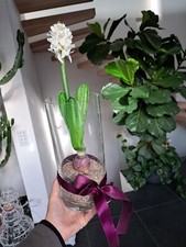 Kunstblume deko glas gebraucht kaufen  München